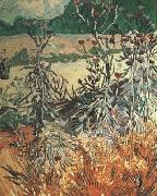 Vincent Van Gogh Thistles (nn04) oil on canvas